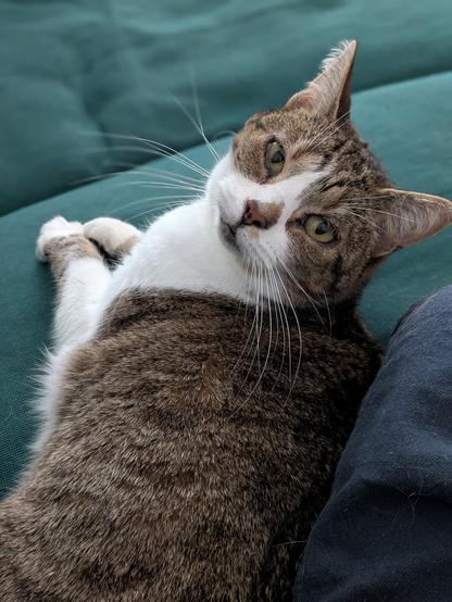 A small grey and white tabby cat snuggled up to my left leg looking at the camera adoringly.