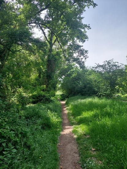 Sentier arboré longeant le fleuve Loire