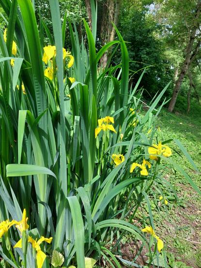 Iris (à fleurs jaunes) des marais
