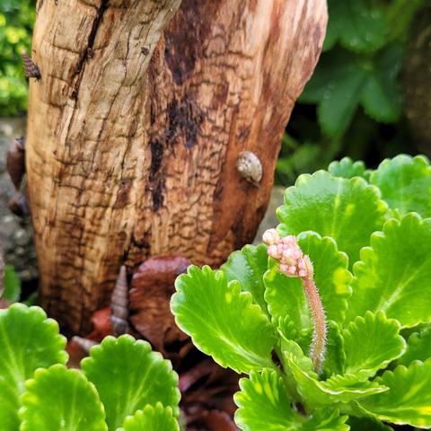 Schnirkelschnecken und längliche an einem Holz