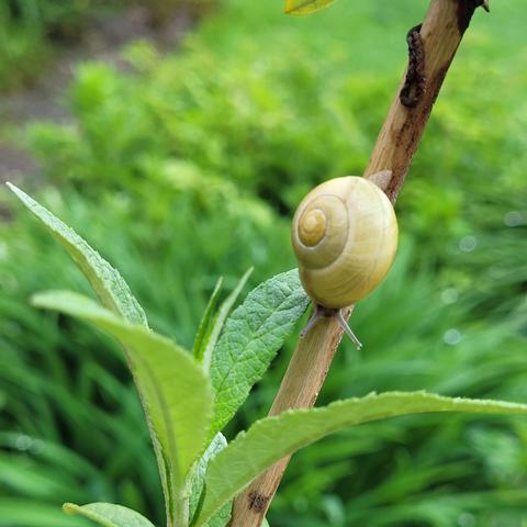 Schnitkelschnecke am Ast