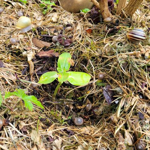 Im verwelkten Grasschnitt viele Schnirkelschneckenbabies