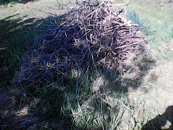 Strauchwerkhaufen extra für #Ige in Wiesenraum