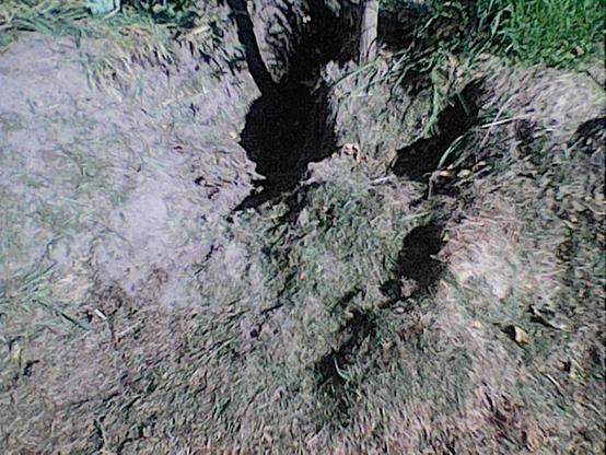 Umpflanzstelle - Fundort  #Igel