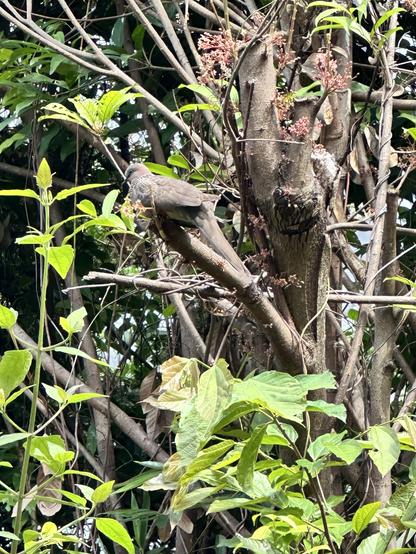 A bird perched on a branch amidst dense foliage, surrounded by various green leaves and small pink flowers.