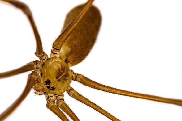Macro shot of a spider