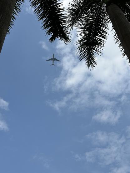 An airplane is flying in a blue sky with scattered clouds, framed by palm tree leaves at the bottom of the image.
