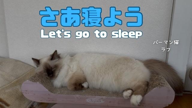 バーマン猫ラフ【さあ寝よう】Let's go to sleep（バーマン猫）Birman/Cat