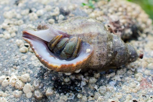 A hermit crab on a rock covered with small acorn barnacles. The hermit hides in a greyish whelk shell, with a creamy white opening rimmed with orange. Of the hermit inside, all that is visible are the two chelipeds (pincers) and four other legs, and a tip of an orange antenna. The chelipeds have a base colour of olive green; the legs are orange. Chelipeds and legs are all covered with raised blue spots, more pronounced on the chelipeds.