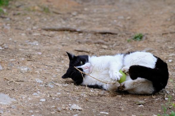 Photo of a black-and-white cat. The cat rolls around on dry soil. With all four paws, it has grabbed a neon yellow tennis ball. The cat looks at the tennis ball with a crazy expression.