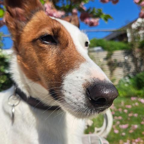 Close up picture of a brown and white head of a dog
