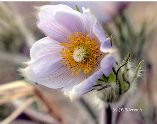 Crocus Flower