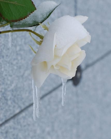 "Weeping Rose" - White rose with icicles hanging from it.