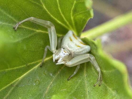 This crab spider or Thomisus onustus has been waiting since yesterday on a pelargonium leaf in my garden for prey to come within reach.