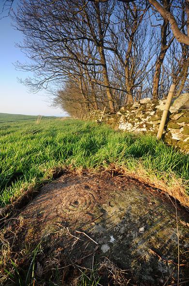 A small rock in the foreground bearing an ancient carving of concentric rings around a small cup-like depression. A field wall and trees are to the right and a blue sky overhead.