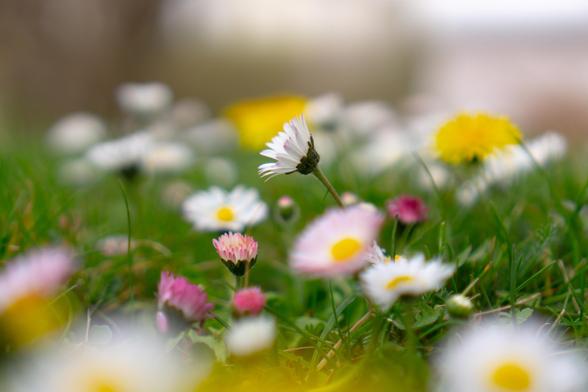 Wiese voller weißer und rosafarbener Gänseblümchen, dazwischen gelber Löwenzahn. Die meisten Blumen sind unscharf, in der Mitte steht ein scharfes Gänseblümchen.