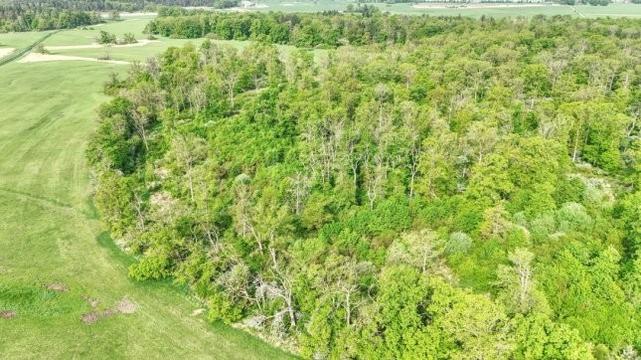 Im Gartower Elbholz treffen Klimaereignisse, Forstwirtschaft und seltene Käfer aufeinander – das birgt Konfliktpotenzial