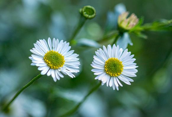 Two daisy-like flowers on thin stems are next to each other in the middle of the photo. The stems are slanted to the left, to the bottom of the photo. Above that are two more buds, but less sharp. The background is green with white and very vague.
F