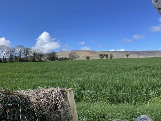 grass