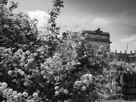 The image features a black-and-white photograph of a garden with blooming flowers, likely hydrangeas, in the foreground. In the background, there is an ornate building, possibly historical or governmental, with artistic sculptures adorning its rooftop. The sky is partly cloudy, adding contrast to the scene.