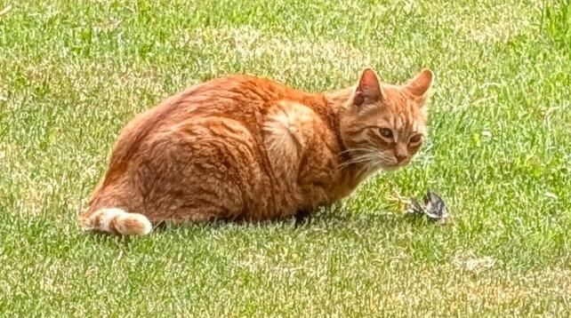 Eine rötliche Katze sitzt auf grünem Rasen und verspeist einen Singvogel.