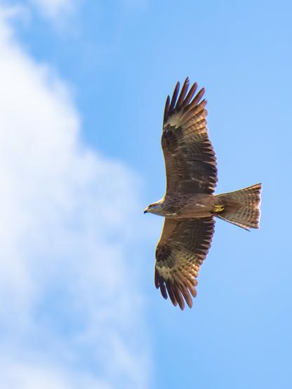 𝗣𝗶𝗰𝘁𝘂𝗿𝗲 𝗗𝗲𝘀𝗰𝗿𝗶𝗽𝘁𝗶𝗼𝗻 (𝗘𝗻𝗴): A black kite flying, actually soaring and gliding, silhouetted against the blue sky.

𝗗𝗲𝘀𝗰𝗿𝗶𝗽𝗰𝗶𝗼́𝗻 (𝗘𝘀𝗽): Un milano negro volando, en realidad planeando, recortado contra el cielo azul.