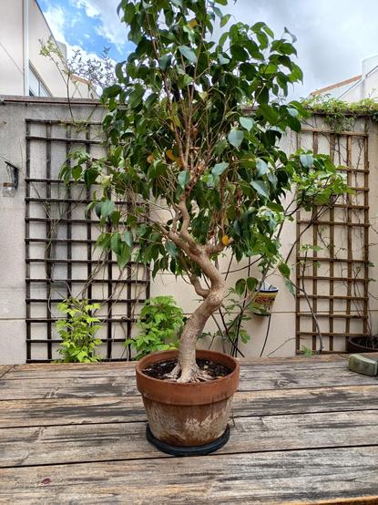 Ficus benjamina en maceta. Está muy alargado hacia arriba, necesita poda y alambrado