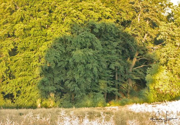 Das Foto zeigt den Schatten eines Baumes auf den belaubten Bäumen an einem Waldrand. Der Baum selbst ist nicht auf dem Foto zu sehen.