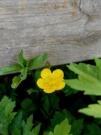 Een felgele vijfbladige boterbloem (vorig jaar her en der wat gezaaid) piept onder een houten plank tevoorschijn. Groen gekarteld blad eromheen.
