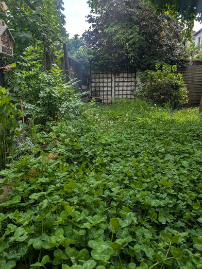 Foto meines Weißkleeteppichs im Garten, dazwischen vereinzelte Pusteblumen und scharfer Hahnenfuß, links am Rand ein Beet in dem Vergissmeinnicht, Fingerhut, Leberblümchen, Liebstöckel und weitere insektenfreundliche Pflanzen stehen. Hinten rechts zwei große Hortensien und eine niedrig gehaltene Eibe. Aus den Nachbargärten schießen Bäume hervor.