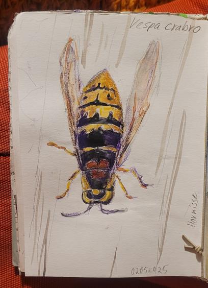 Aquarellskizze im kleinen Skizzenbuch: gelb und schwarz gemustertes Insekt, kopfüber an einer Bretterwand