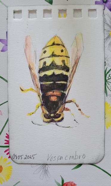 Aquarellskizze auf kleiner Karte: gelb und schwarz gemustertes Insekt, kopfüber auf weißem Grund