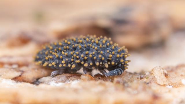 A photograph of a giant springtail: a soft bodied, blue invertebrate with yellow spines on its dorsal surface.