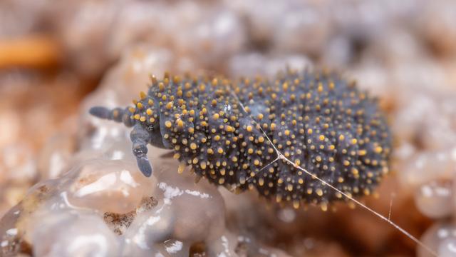 A photograph of a giant springtail: a soft bodied, blue invertebrate with yellow spines on its dorsal surface.