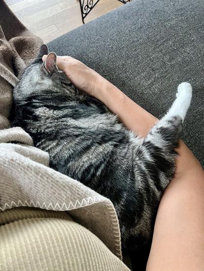 A grey tabby cat is nestled in a person's lap, its body curled up and its tail draped over the person's arm.  The person's hand gently rests on the cat's head. They are sitting on a grey couch, partially covered by a light beige blanket.