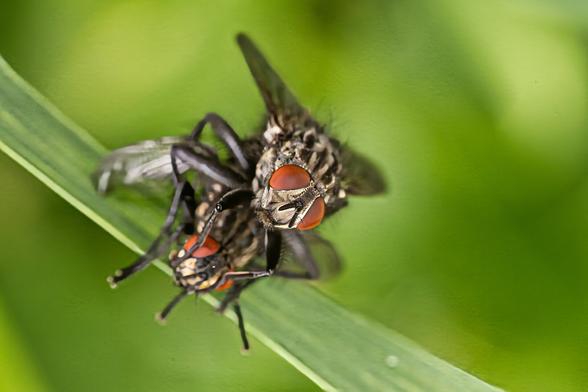 Two flies that love each other.