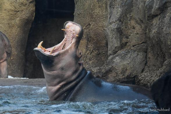 Azure Generated Description:
a dolphin with its mouth open (35.70% confidence)
---------------
Azure Generated Tags:
animal (99.97% confidence)
mammal (99.83% confidence)
marine mammal (95.85% confidence)
water (93.42% confidence)
outdoor (91.42% confidence)
hippopotamus (86.29% confidence)
swimming (84.93% confidence)
sea lion (84.63% confidence)
zoo (84.45% confidence)
rock (82.14% confidence)
hippo (62.19% confidence)