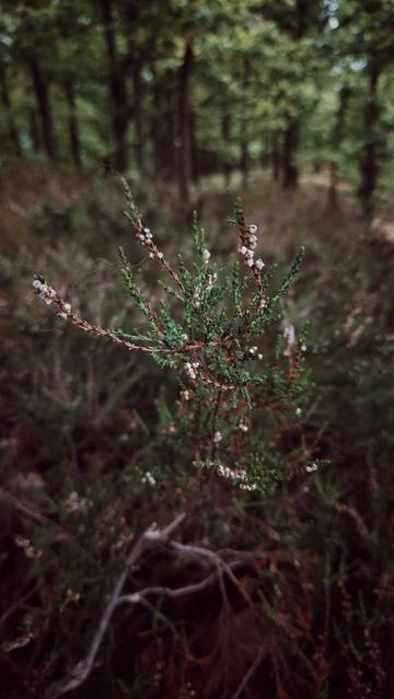 Small white blossoms in a dark forest scene.