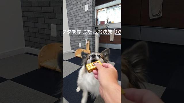 ちっちゃい箱は難しい？おやつの時間 #犬のおやつ  #犬のいる生活 #パピヨン