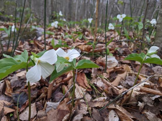 White, three petaled, flowers (trilliums) blooming amongst dead leaves on the forest floor.