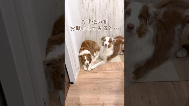 お手伝いを嬉しそうにする犬達が3歳児みたいで可愛いすぎる😍【ボーダーコリー・オーストラリアンシェパード】#shorts