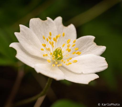 A small white flower.