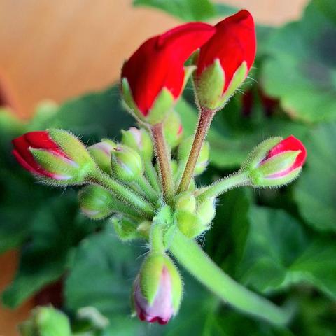 A cluster of vibrant red flower buds, likely of a Pelargonium species, surrounded by lush green foliage. Several buds are tightly closed, hinting at the burst of color yet to come.