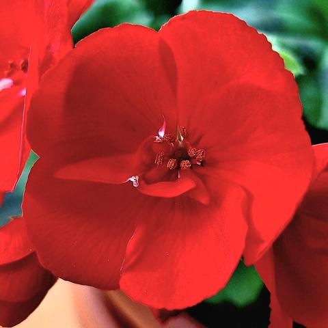 A beautiful, fully open red flower. Its velvety petals radiate outwards from a cluster of delicate, pollen-dusted anthers and a central stigma.