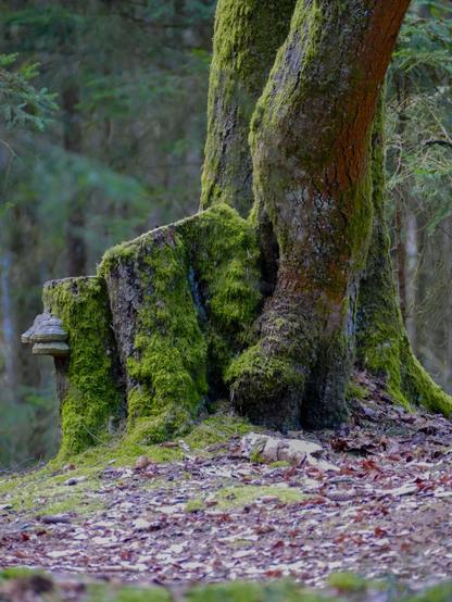 Blick auf ein Moosgesicht in einem Baumstumpf-