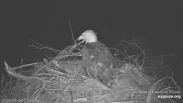 A bald eagle adult sits in a nest with chicks