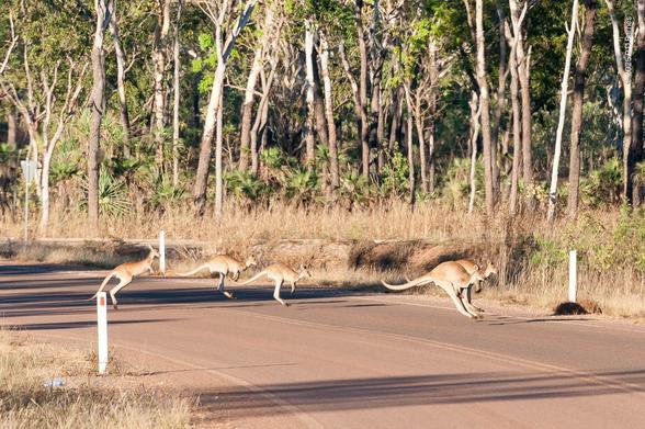 A small mob of wallabies apparently bounding along a stretch of bitumen road in a National Park. Behind them is typical monsoon rainforest, an understory of grasses and palms, with moderately dense larger trees. The wallabies are actually crossing the road, not travelling down it.