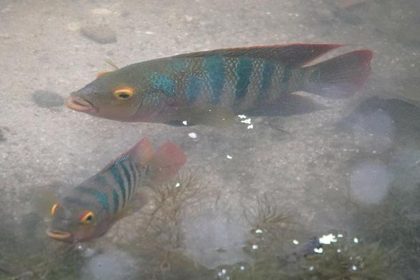 A fish with silver sides, with vertical blue bands running down the body from the head to the tail. The eyes have a yellow ring.