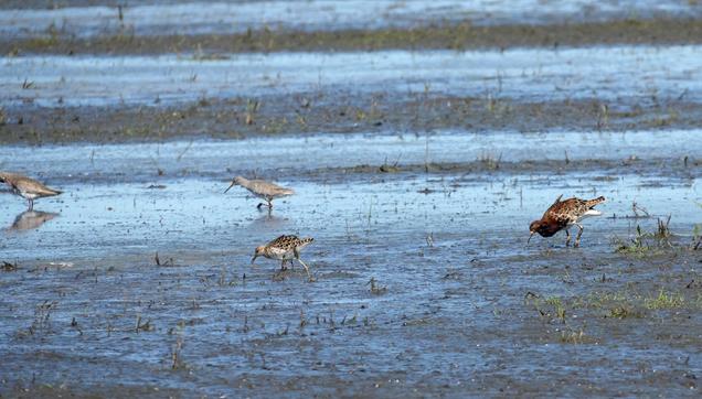 Twee tureluurs, een mannetje en vrouwtje Kemphaan foerageren in een ondiep, modderig moerasgebied. De vogels zijn verspreid over de afbeelding, niet in groepjes. De vogels zijn lichtgrijs, roodbruin en bruin gevlekt. Ze zijn in profiel afgebeeld, gericht op het pikken in de modder. Het water is lichtblauwgrijs en reflecteert de lichte lucht. De modder is donkergrijs gevlekt. Vegetatie, in de vorm van kleine grassen, is spaarzaam aanwezig in het moerasgebied. De belichting is helder en gelijkmatig, wat duidt op een zonnige dag. De algehele indruk is die van een rustig tafereel met wilde dieren. Het perspectief is een lichte hoek die van bovenaf op de vogels neerkijkt. De compositie is symmetrisch, waardoor het water met de vogels wordt gedeeld. De stijl is naturalistisch en toont de vogels in hun natuurlijke habitat.