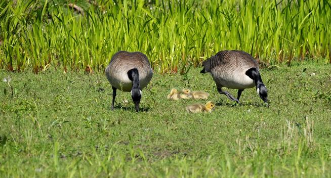 Twee volwassen Canadese ganzen en verschillende ganzenkuikens foerageren in een grasveld. De ganzen hebben een licht bruingrijze kleur, met zwarte snavels en nekken. De ganzenkuikens zijn lichtgeel van kleur. Ze staan ​​in het midden van de afbeelding, met de ganzen iets naar links en rechts verschoven. De ganzenkuikens zitten in groepjes bij elkaar in het midden en de ganzen lopen en pikken op de grond. De omgeving is een grasveld met hoog, heldergroen riet en gras op de achtergrond. De belichting is helder en natuurlijk, wat suggereert dat het een zonnige dag is. De afbeelding is een medium shot, waarbij de vogels vanaf de middengrond worden getoond. Het perspectief is gelijk met de grond. De compositie is eenvoudig en focust op de vogels en hun interactie met de omgeving. De algehele sfeer is vredig en natuurlijk. De details in de afbeelding omvatten de verschillende tinten bruin en geel van de vogels, evenals de textuur van het gras en riet.
